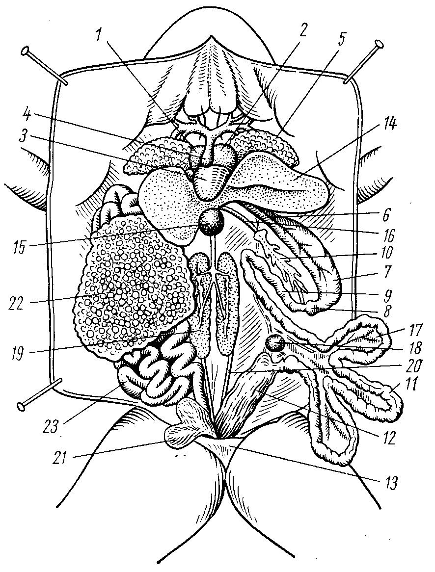 Общее расположение. Топография внутренних органов самки лягушки.. Общая топография внутренних органов лягушки. Общее расположение внутренних органов самки лягушки. Топография внутренних органов лягушки Озерной.