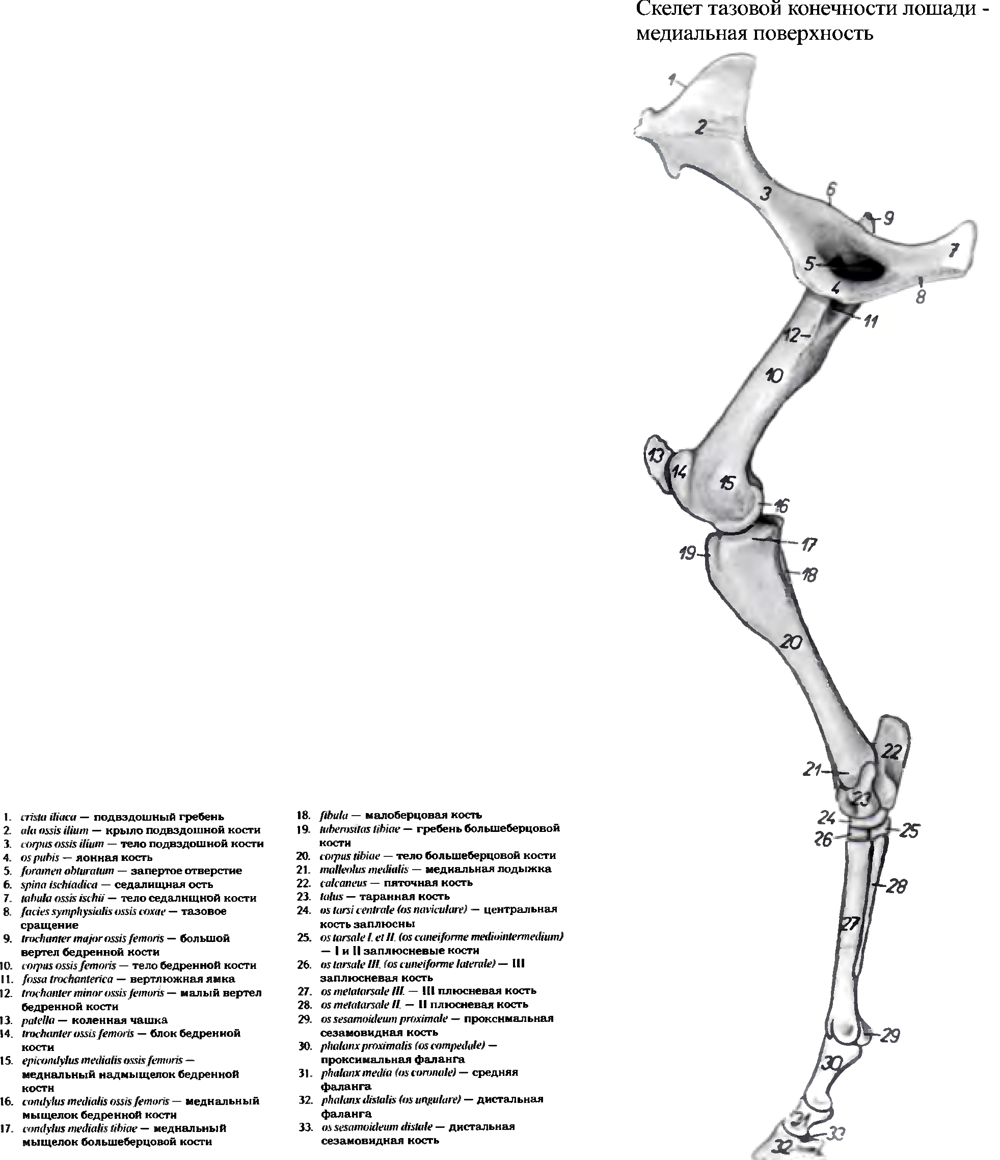 Скелет конечностей собаки. Анатомия животных строение тазовой конечности. Скелет задней конечности лошади. Скелет тазовой конечности КРС. Суставы тазовой конечности коровы анатомия.
