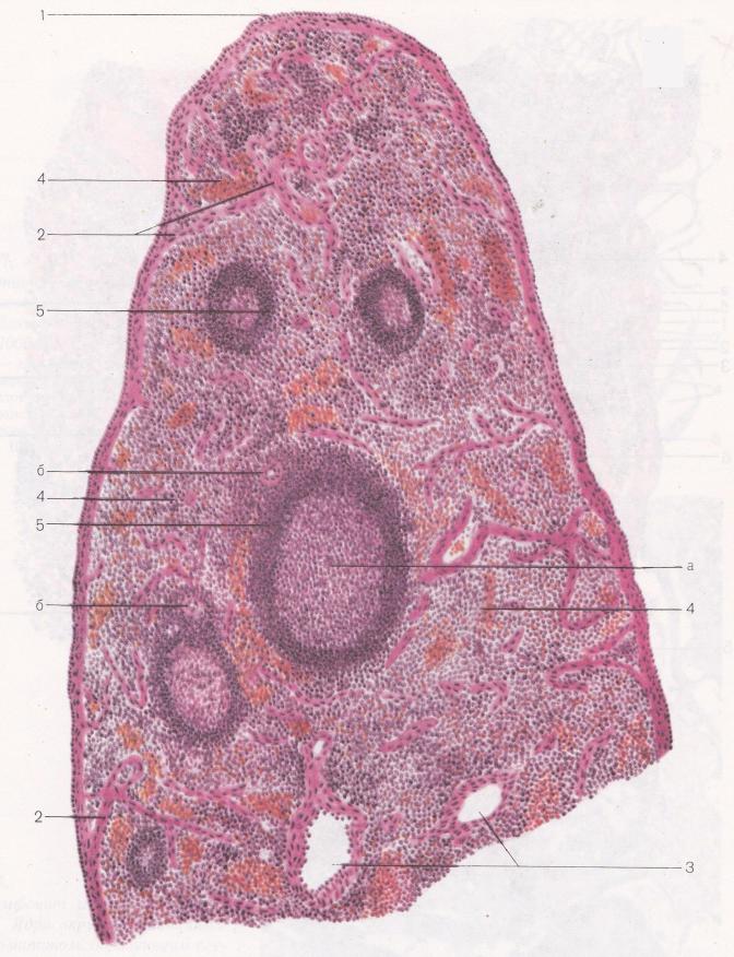 Селезенка гистология рисунок с подписями