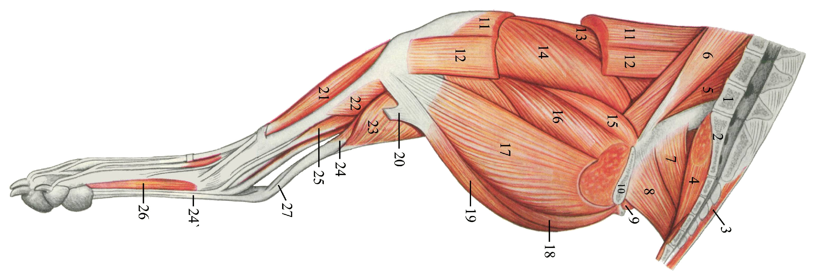 Сухожилие бедро задняя. Мышцы тазобедренного сустава животных. Мышцы тазовой конечности собаки. Мышцы задней конечности собаки. Анатомия тазовой конечности мышцы.