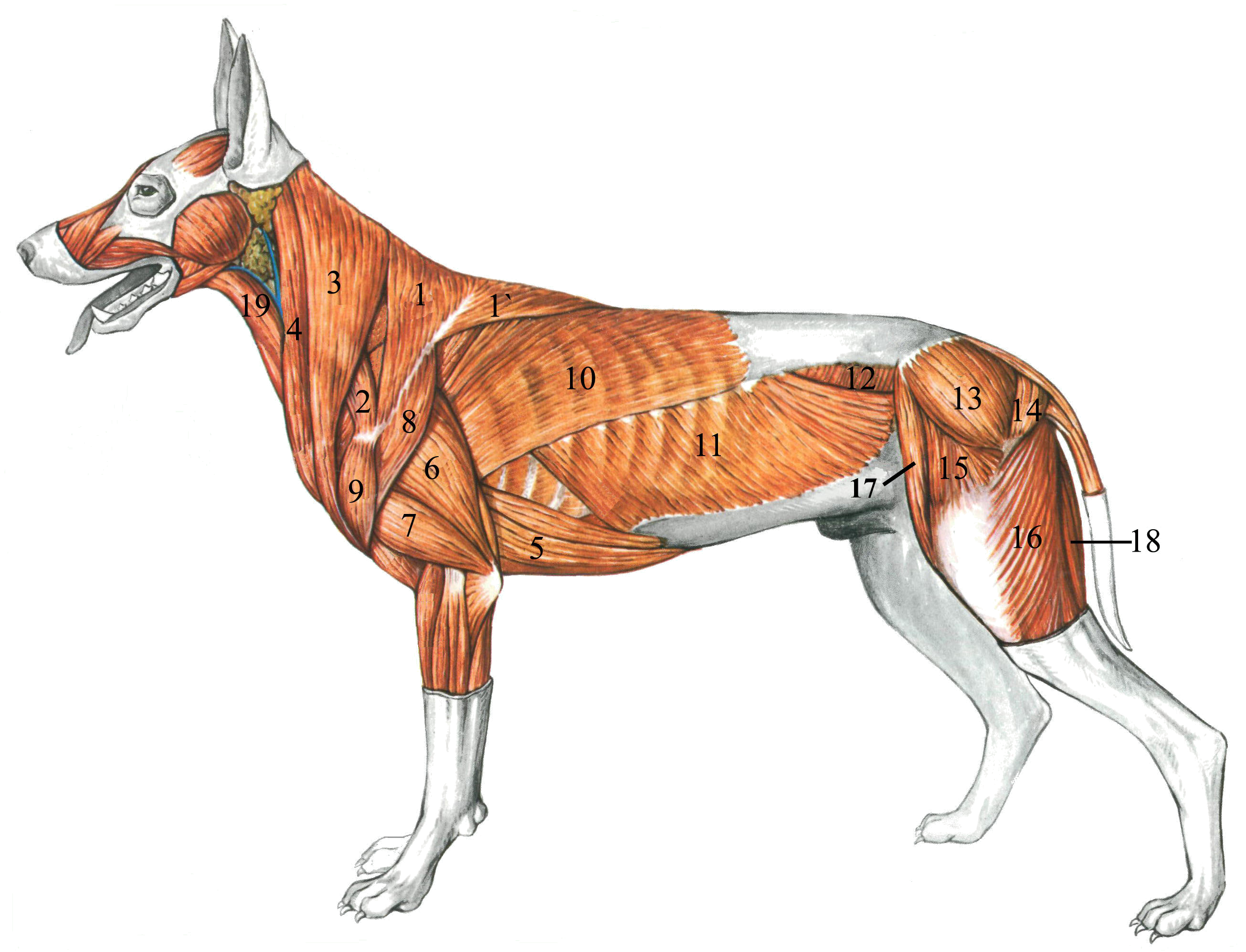 Мускулатура млекопитающих. Анатомия собаки мышечная система. Мышцы туловища собаки. Мышцы туловища собаки анатомия. Вентральная зубчатая мышца у животных.
