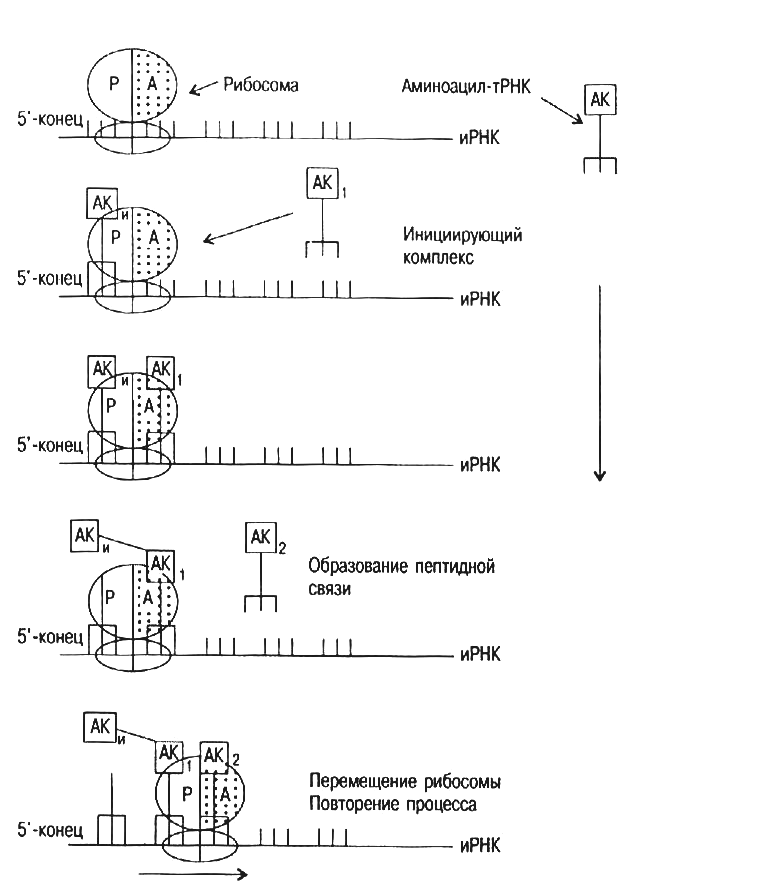 Схема образования аминоацил трнк