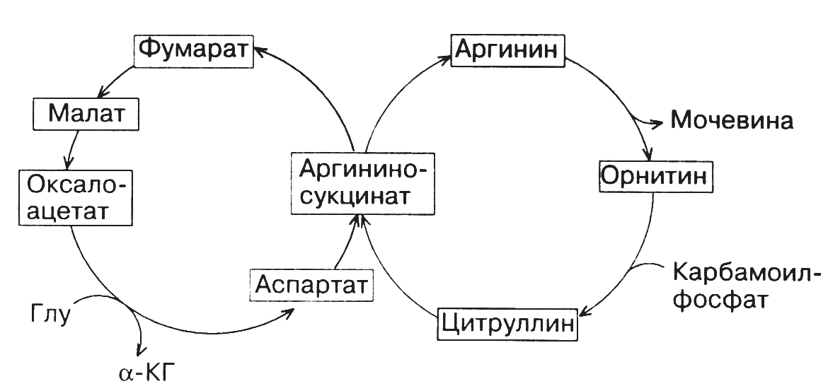 Детский двухколесный велосипед бу " крутыш" купить в …