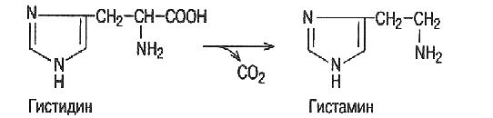 Схема обмена гистидина в разных тканях
