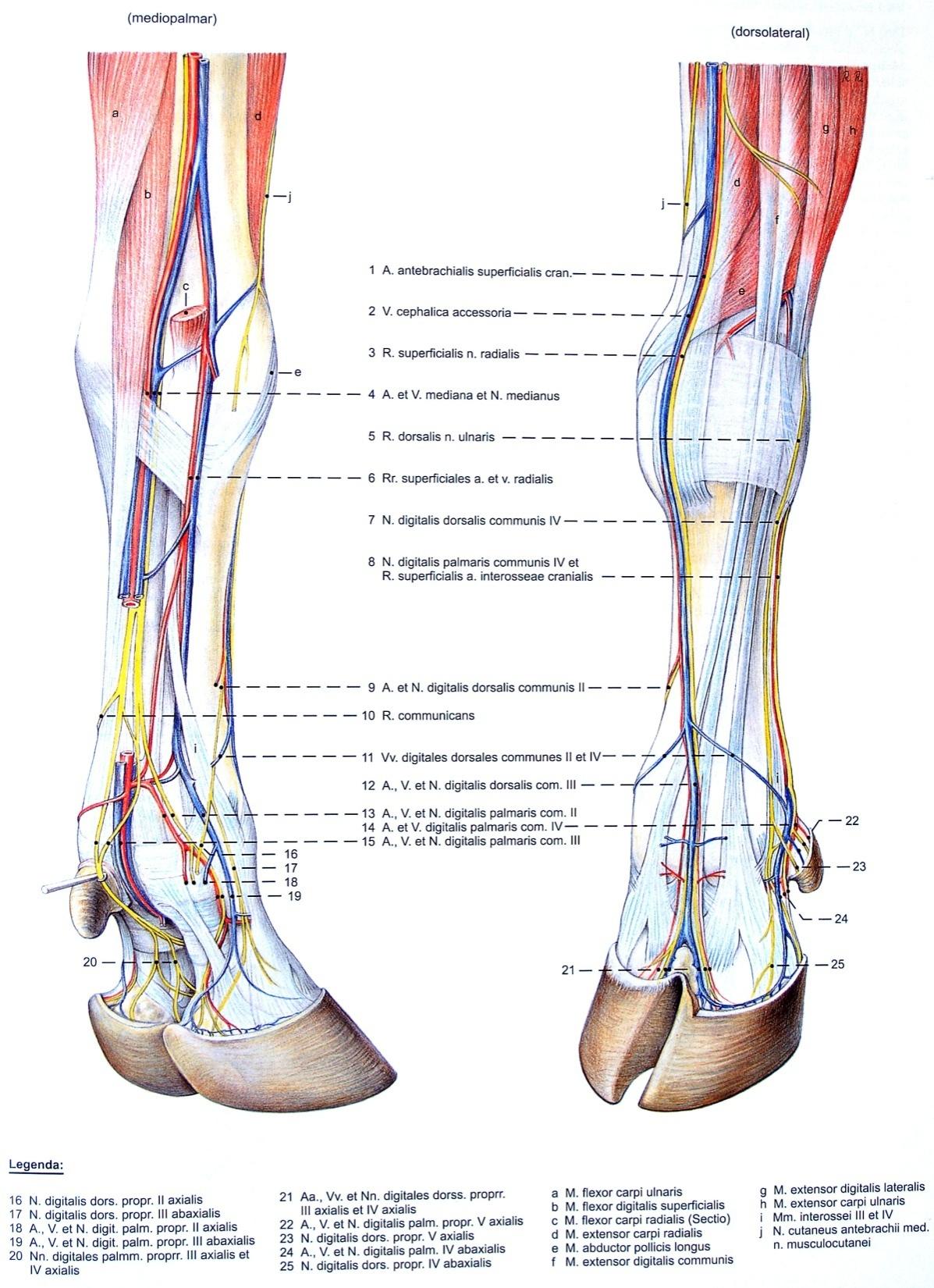 Нервы ноги. Малоберцовый нерв голеностопного сустава. Малоберцовый нерв анатомия схема. Малоберцовый нерв в голеностопе. Анатомия малоберцового нерва стопы человека.