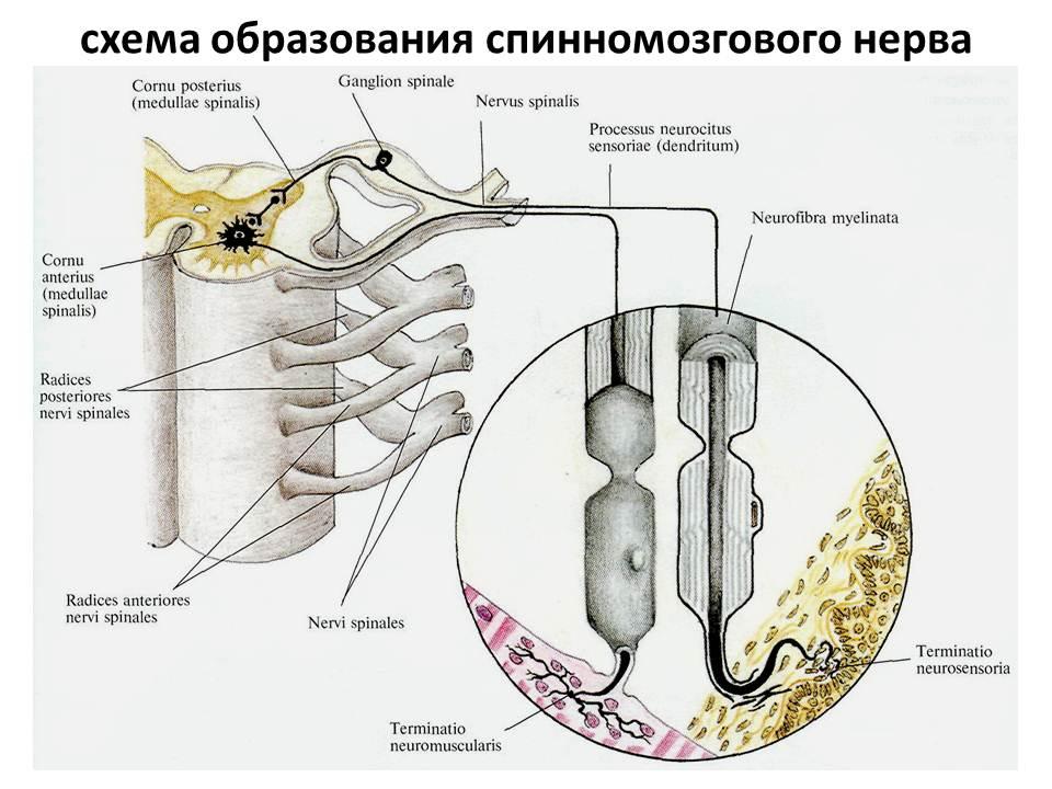 Строение спинного нерва. Схема образования спинномозгового нерва. Схема образования сплетений и спинномозговых нервов ветви. Схема строения периферического нерва. Схема формирования спинномозгового нерва.