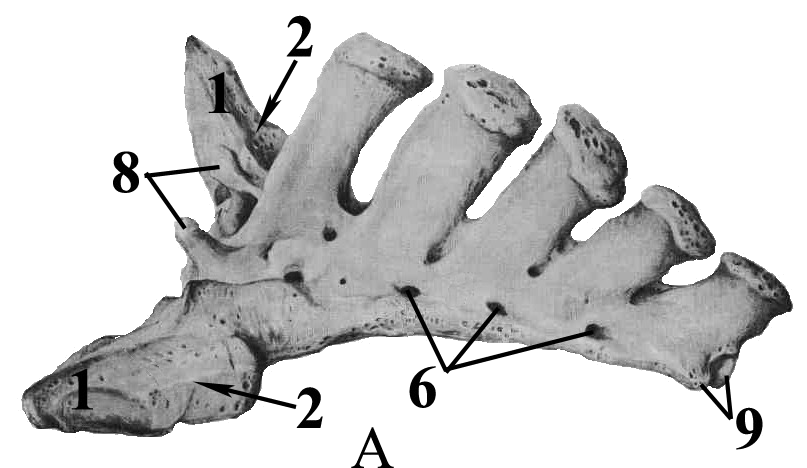 Поясничный отдел животных. Крестцовый позвонок анатомия животных. Крестцовая кость анатомия животных. Крестцовые позвонки КРС. Хвостовые позвонки собаки анатомия.