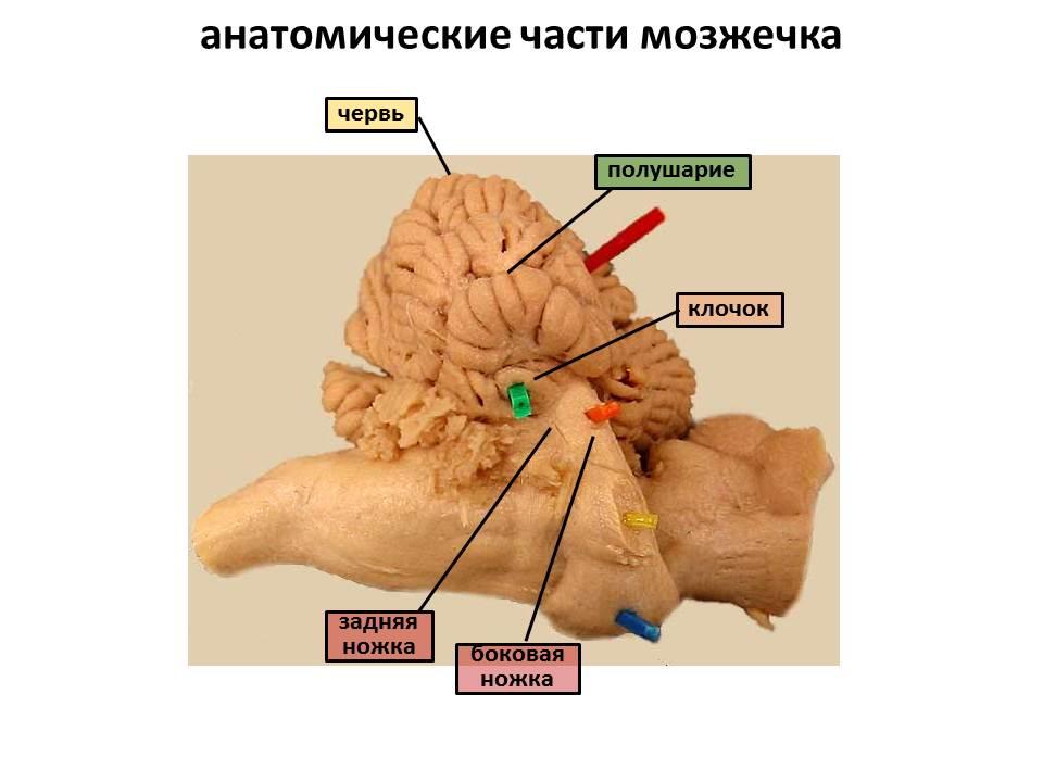 Ноги мозг голова. Мозжечок анатомия Flocculus. Червь мозжечка анатомия. Узелок мозжечка. Строение мозжечка червячок.
