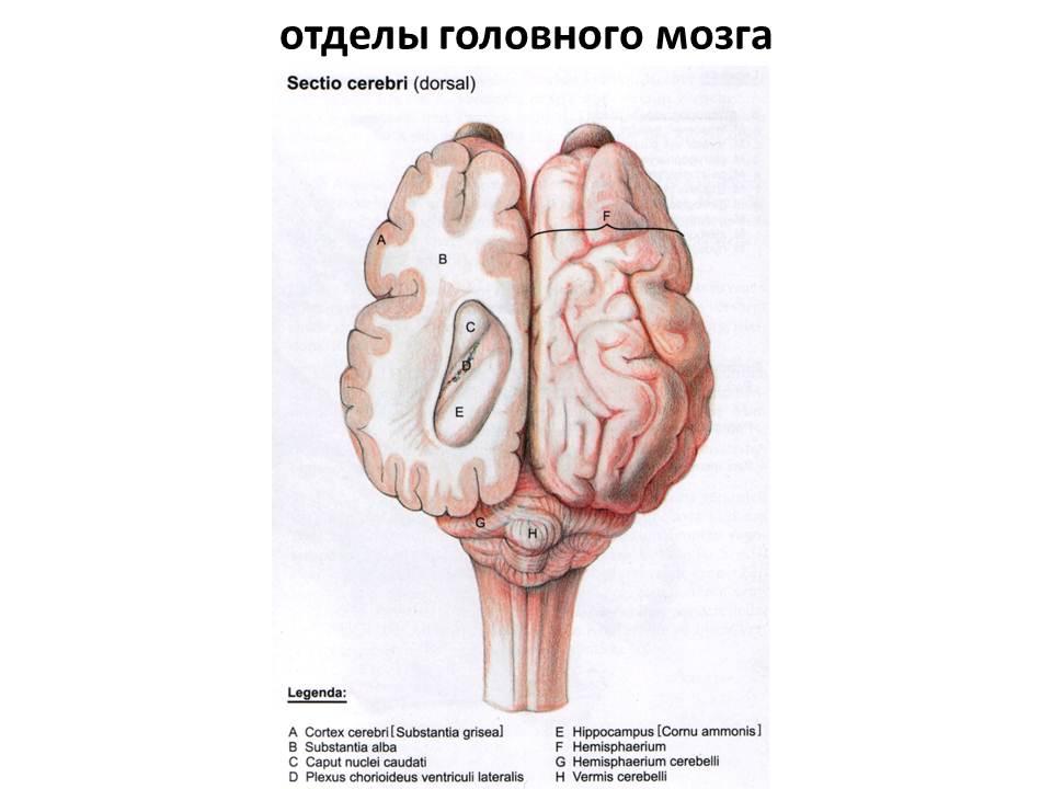 Самый древний отдел мозга. Ромбовидный мозг. Головной мозг домашних животных анатомия. Ромбовидный мозг животных. Строение ромбовидного мозга животных.