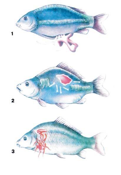 Болезни карповых рыб в картинках