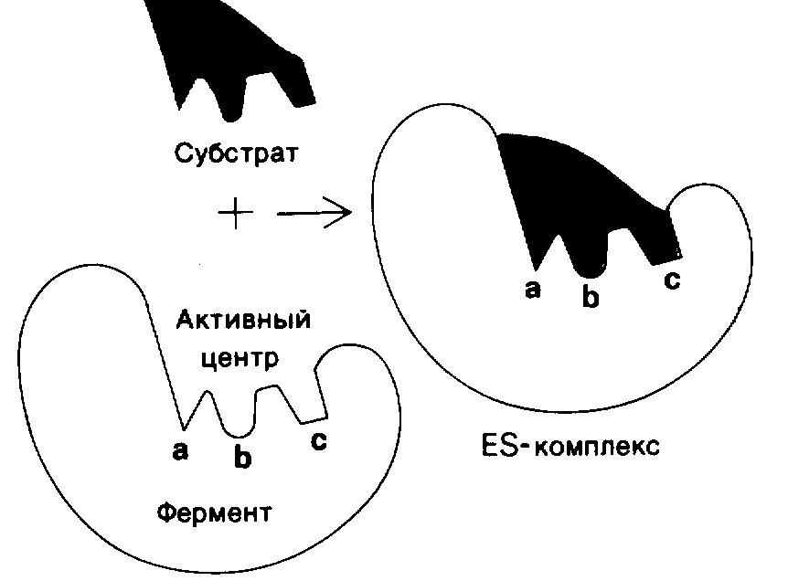 5.Строение ферментов