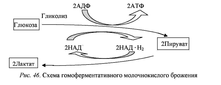 Молочнокислое гомоферментативное брожение схема