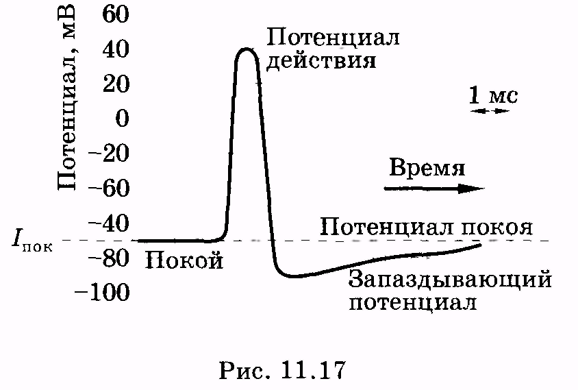 Мембранный потенциал схема