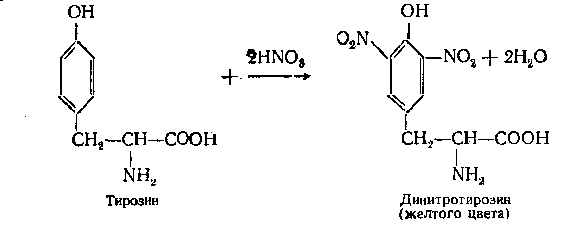 Белки с азотной кислотой. Ксантопротеиновая реакция формула реакции. Гистидин ксантопротеиновая реакция. Ксантопротеиновая реакция белков уравнение. Уравнение ксантопротеиновой реакции на тирозин.