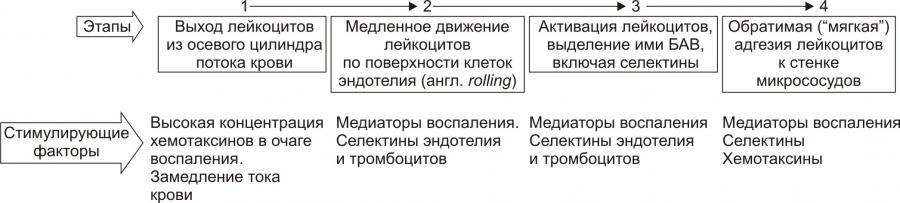 Воспаление. Экссудация. Экссудат и транссудат. Часть 5