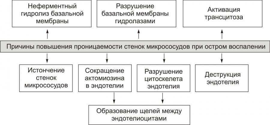 Воспаление. Экссудация. Экссудат и транссудат. Часть 5