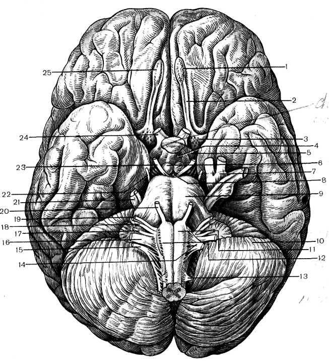 Верхняя поверхность мозга