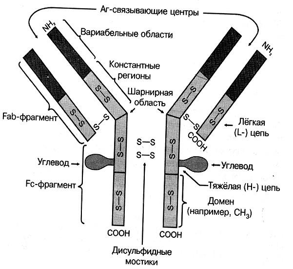 Домены антител. FC фрагмент иммуноглобулина g. FC фрагмент молекулы иммуноглобулина. Схема молекулы иммуноглобулина g микробиология. Функции FC фрагмента иммуноглобулина.
