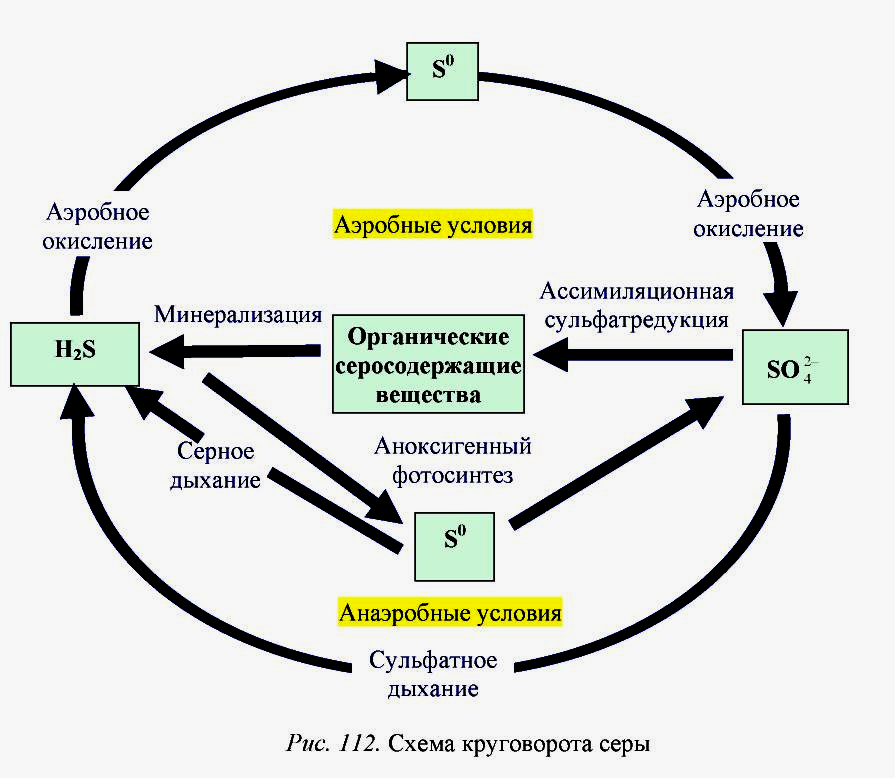 Суть круговорота серы. Биохимический цикл серы схема. Круговорот веществ серы схема. Схема цикла серы. Цикл серы в круговороте веществ.