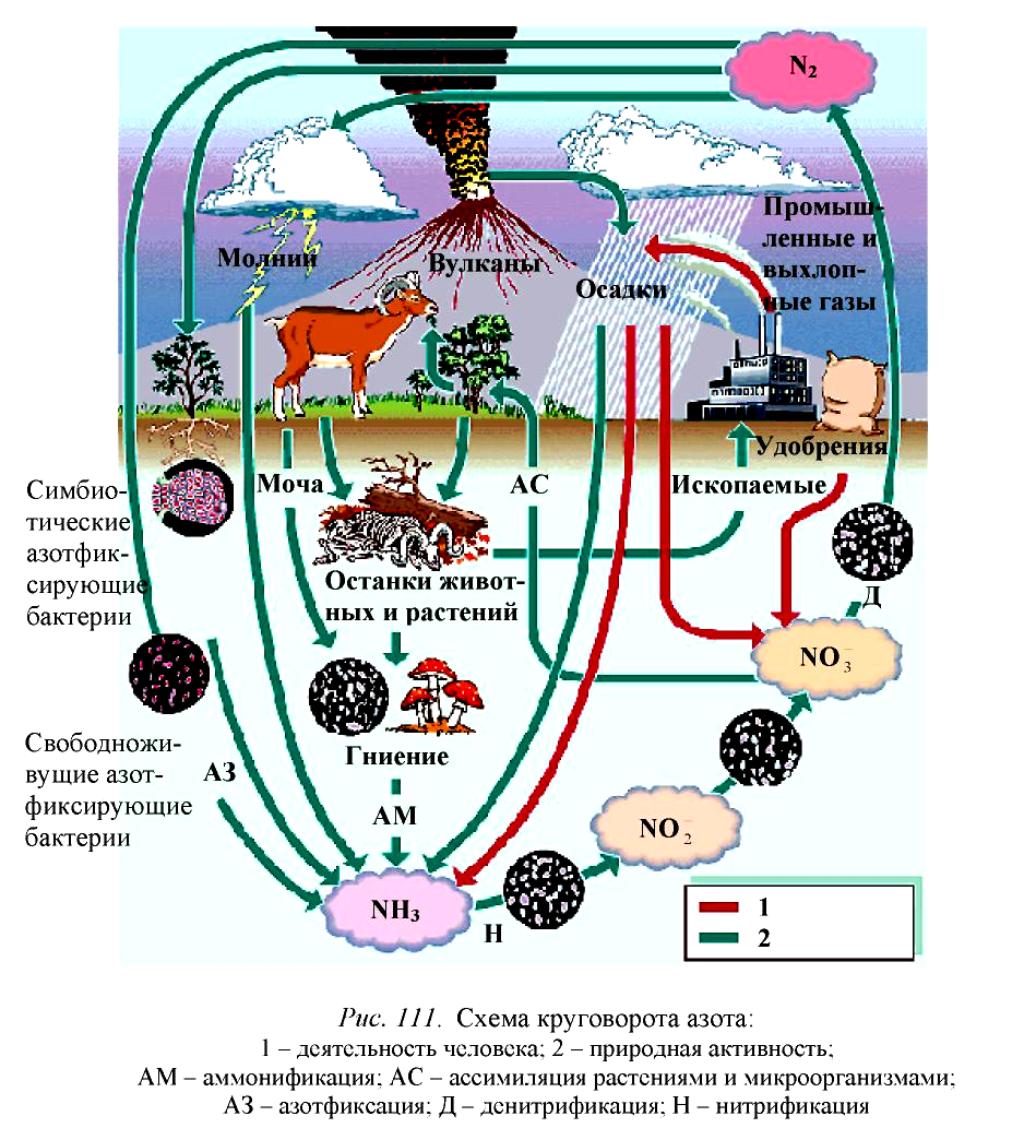 В круговороте веществ бактерии выполняют роль. Роль микроорганизмов в круговороте веществ. Процессы круговорота азота. Участие бактерий в круговороте веществ. Круговорот веществ в биосфере азот.