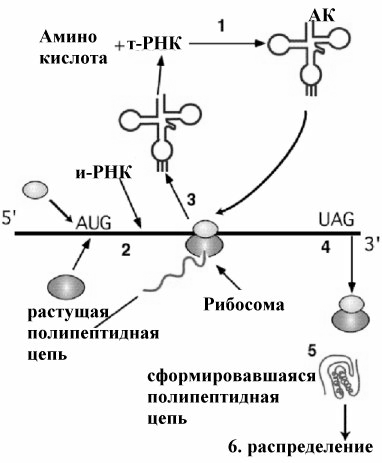Синтез полипептидной цепи в рибосомах. Посттрансляционная модификация белков биохимия. Посттрансляционные модификации белков эукариот. Механизм трансляции. Механизм синтеза полипептидной цепи на рибосоме.