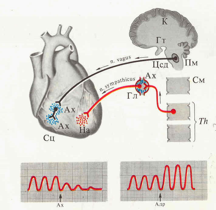 Блуждающий нерв эффекты. Блуждающий нерв иннервация сердца схема. Рефлекторная дуга сердца схема. Схема экстракардиальных рефлексов. Рефлексы блуждающего нерва.