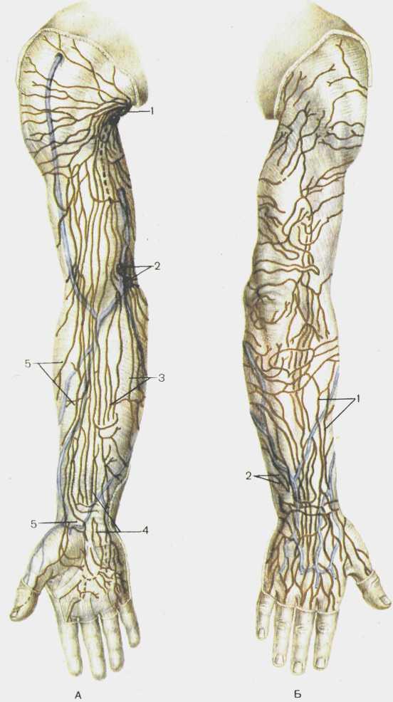 Лимфоузлы кисти. Лимфоотток верхней конечности. Лимфатическая система кисти. Лимфоузлы верхней конечности анатомия. Пути лимфооттока верхней конечности.