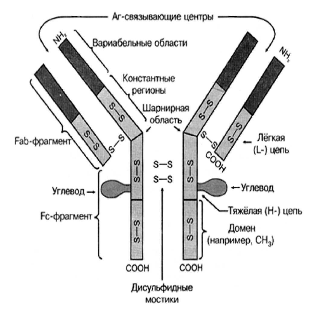 Схема иммуноглобулина. Антитела иммуноглобулины структура. Схема строения антител иммунология. Строение антитела структура. Схема строения антител (иммуноглобулина g).