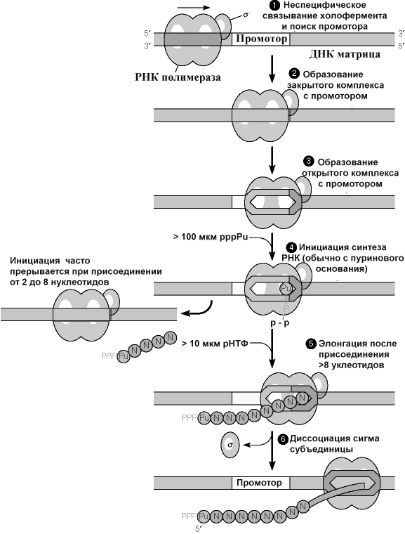 Промотор рнк полимеразы 3. Инициация РНК полимеразы. Связывание РНК полимеразы с промотором. ДНК полимеразы эукариот. Промотор в репликации.