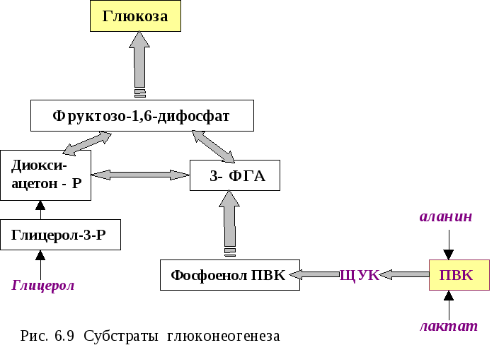 Синтез глюкозы. Синтез Глюкозы из пировиноградной кислоты. Синтез Глюкозы из ПВК. Глюконеогенез из ПВК. Субстраты глюконеогенеза аланин.