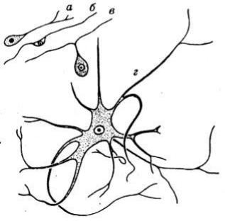 Короткие аксоны сильно ветвятся. Миоэпителиальные клетки гистология. Отростки уиполярнй нервной клетки. Нейроглия картинки. Нейробласт рисунок.
