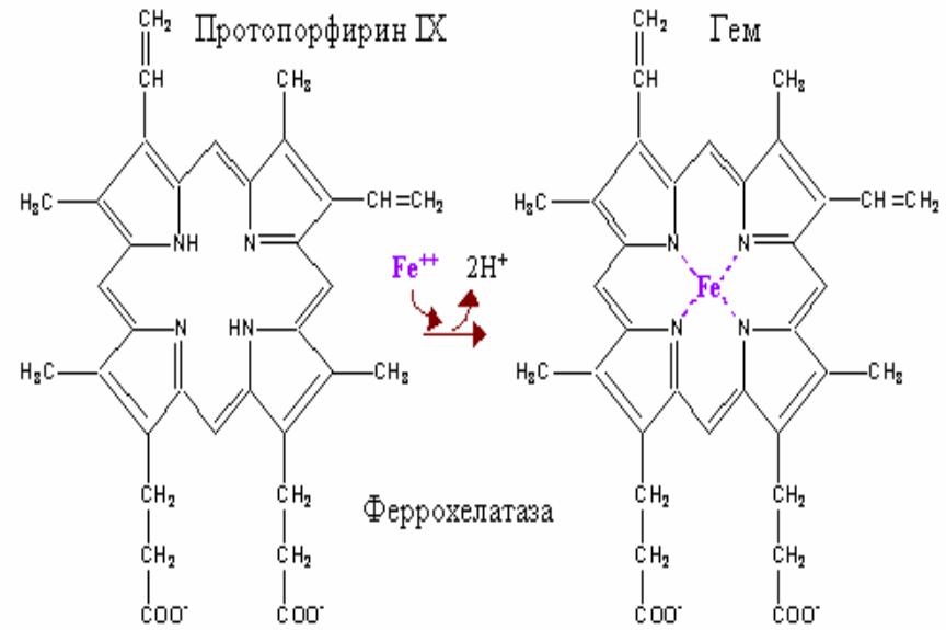 Протопорфирин. Феррохелатаза биохимия. Протопорфирин 9 феррохелатаза. Какую реакцию катализирует феррохелатаза. Реакции катализируемой феррохелатаза.
