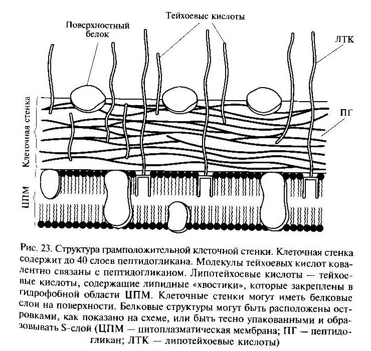 Клеточная стенка состоит из пептидогликана. Строение клеточной стенки грамположительных бактерий. Состав клеточной стенки грамотрицательных бактерий. Грамположительные бактерии строение клеточной стенки. Строение клеточной стенки грамотрицательных бактерий.
