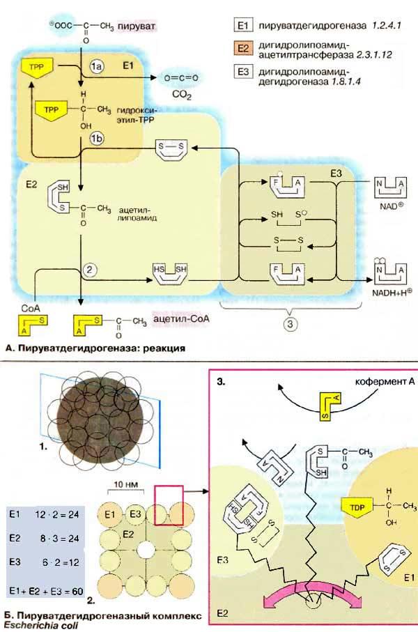 Структурно функциональная организация пируватдегидрогеназного комплекса схема