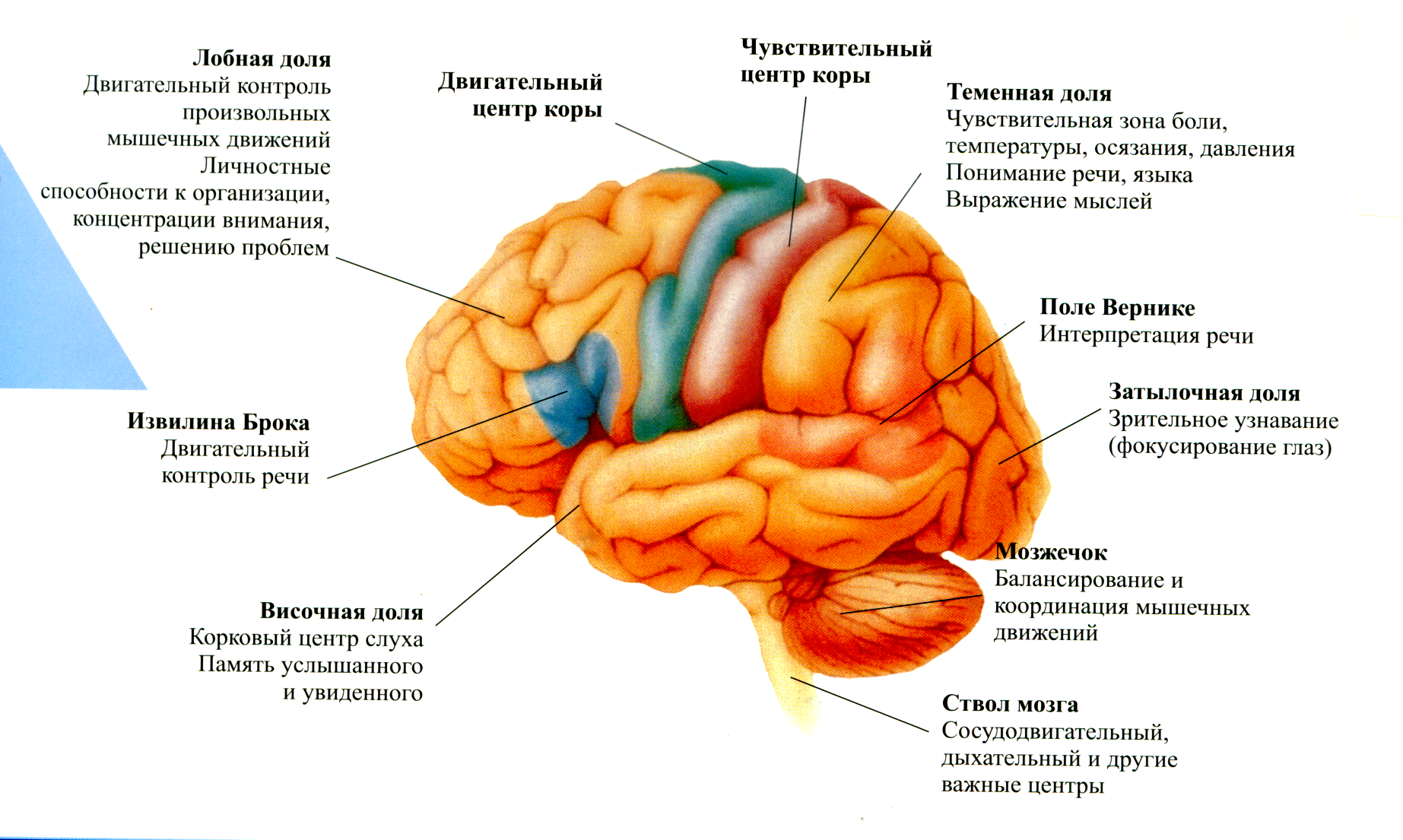Основные центры мозга