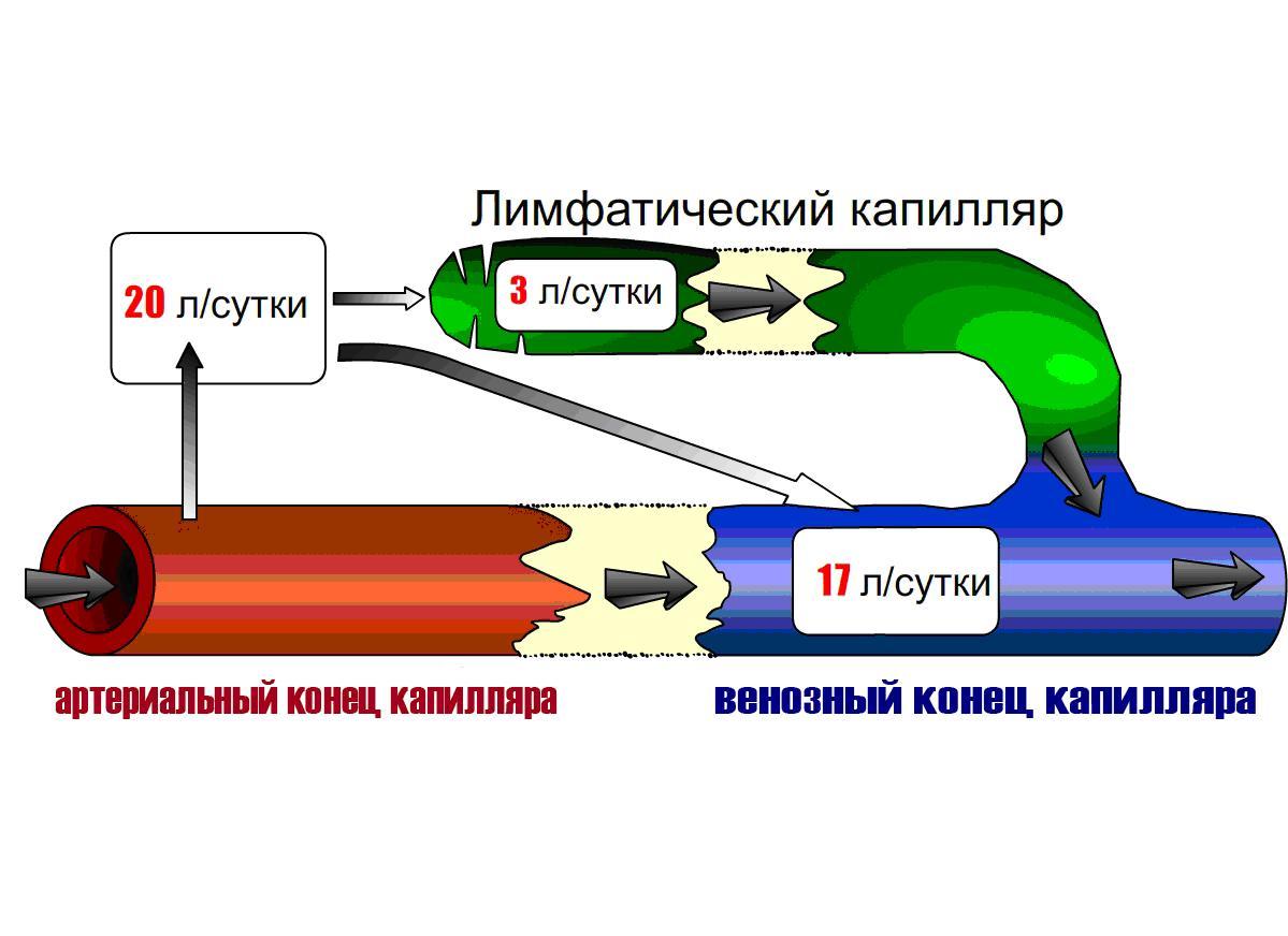 Процессы в капиллярах. Фильтрация в капиллярах. Механизм фильтрации и реабсорбции в капиллярах. Микроциркуляция фильтрация и реабсорбция. Фильтрация жидкости в капиллярах.