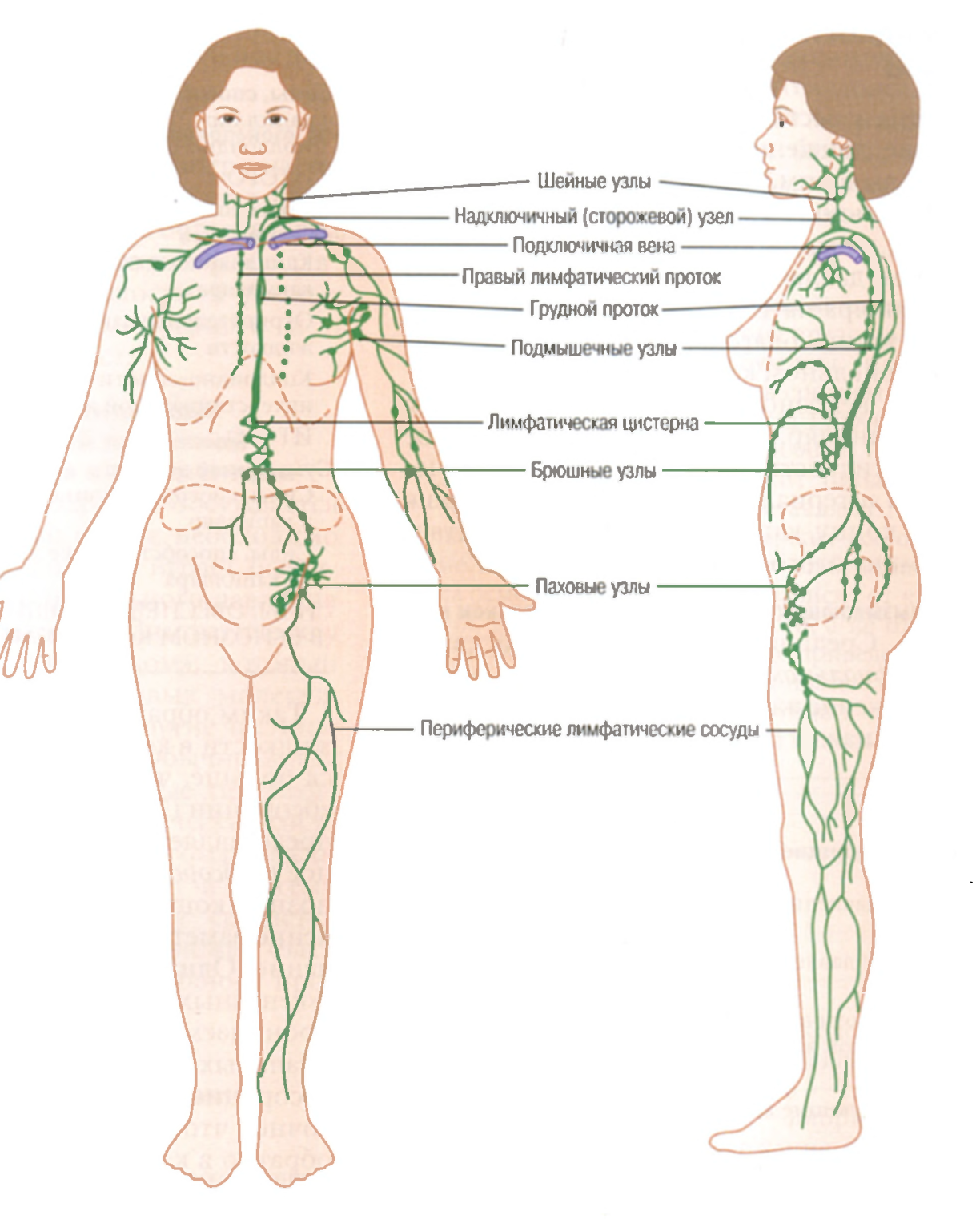 Лимфатическая система человека схема фото