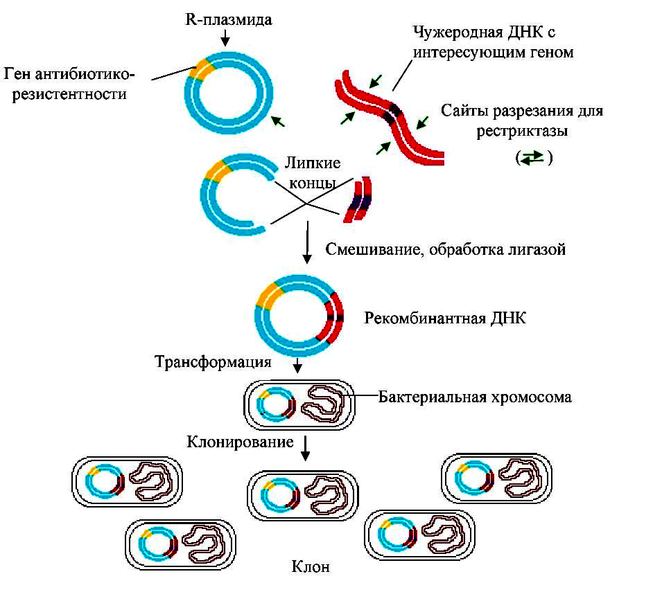 Гибридизация плазмид. Схема получения рекомбинантной плазмиды. Метод рекомбинантных плазмид схема. Схема клонирования рекомбинантной ДНК. Метод рекомбинантных ДНК этапы.