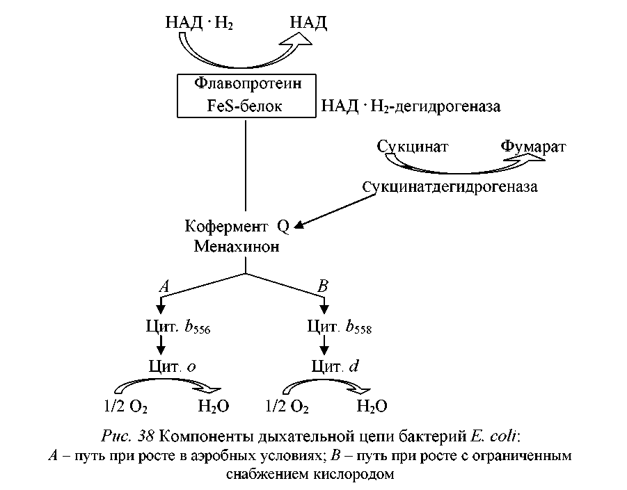 Схема аэробного стабилизатора