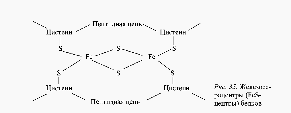 Дыхание белки