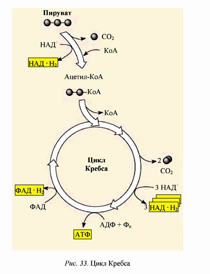 Цикл коа. Пируват цикл Кребса схема. Этапы цикла Кребса схема. Аэробная стадия дыхания цикл Кребса. Схема клеточного дыхания цикл Кребса.