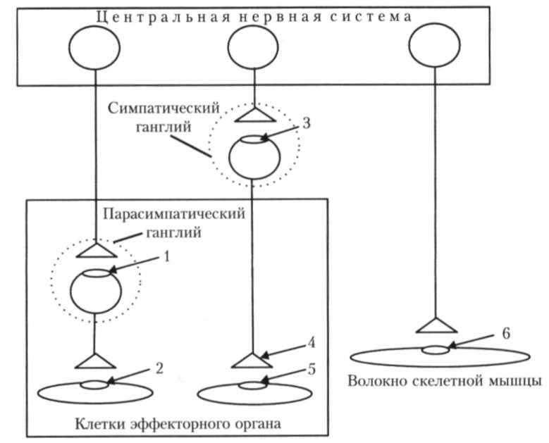 Схема эфферентной иннервации