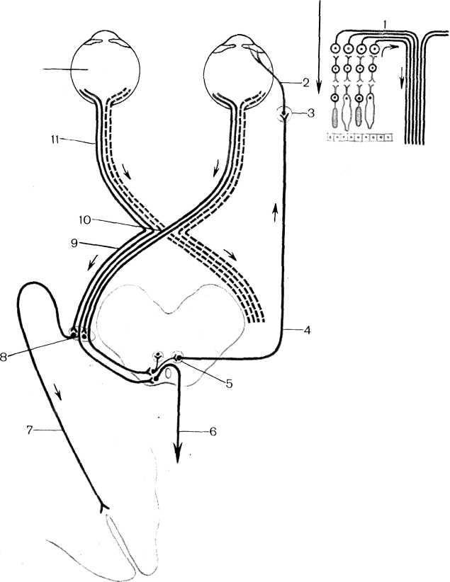 Проводящие пути зрительного анализатора схема