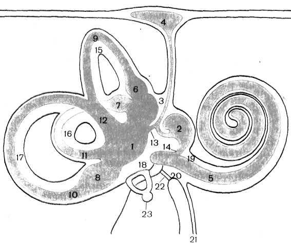 Схема строения костного и перепончатого лабиринтов