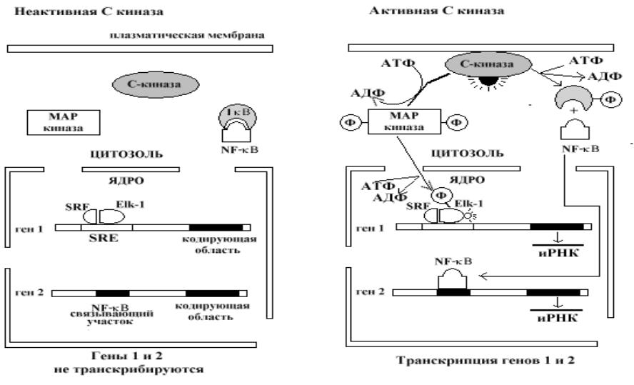 Презентация на тему регуляция транскрипции и трансляции