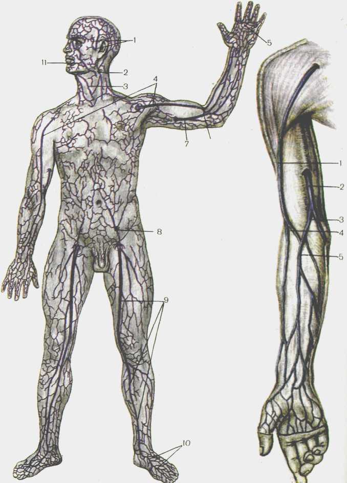 Самая большая вена у человека где находится. Вены тела человека анатомия. Поверхностные вены тела человека. Поверхностные вены туловища.