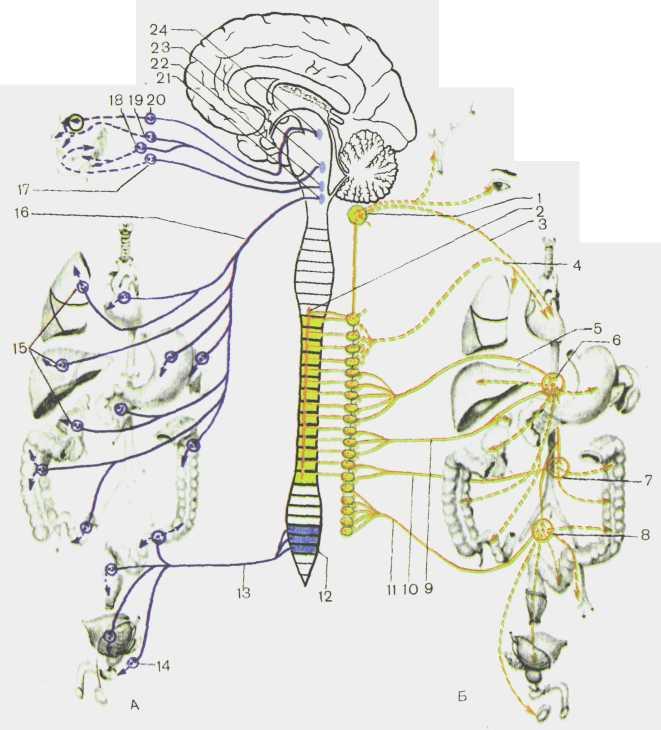 Где расположены вегетативные симпатические нейроны. Вегетативная нервная система анатомия схема. Вегетативная иннервация симпатическая. Вегетативная нервная система топография. Симпатическая система ВНС.