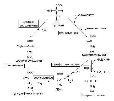 Пировиноградная кислота свойства. Из цистеина в ПВК.