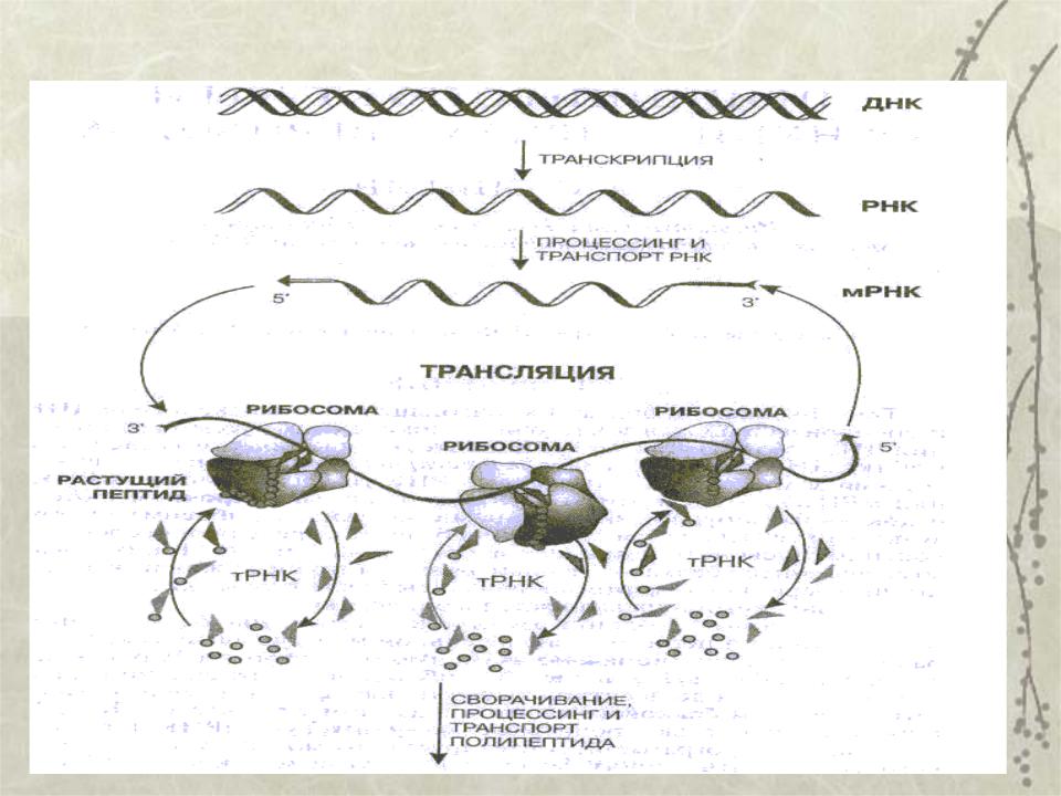 Последовательность этапов биосинтеза. Общая схема синтеза белка. Схема процесса транскрипции Биосинтез белка. Общая схема биосинтеза белка.