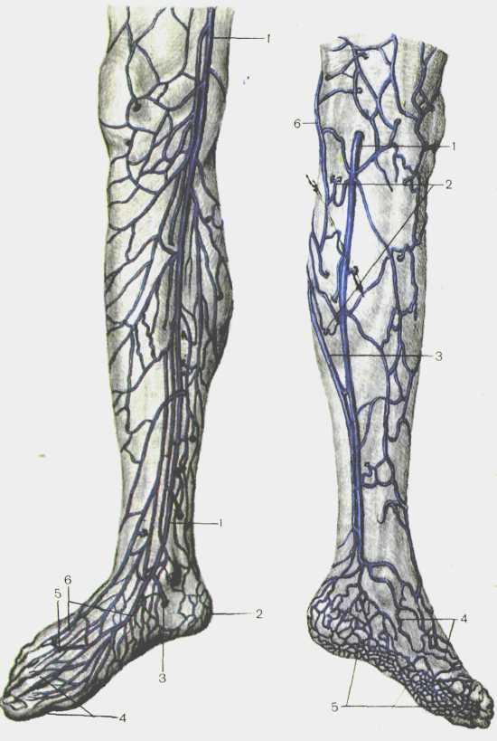 Vena saphena. Вена сафена Магна анатомия. Большая подкожная Вена ноги – v. saphena Magna.